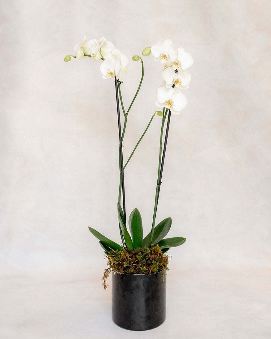 1 ORQUÍDEA DOBLE 2 VARAS