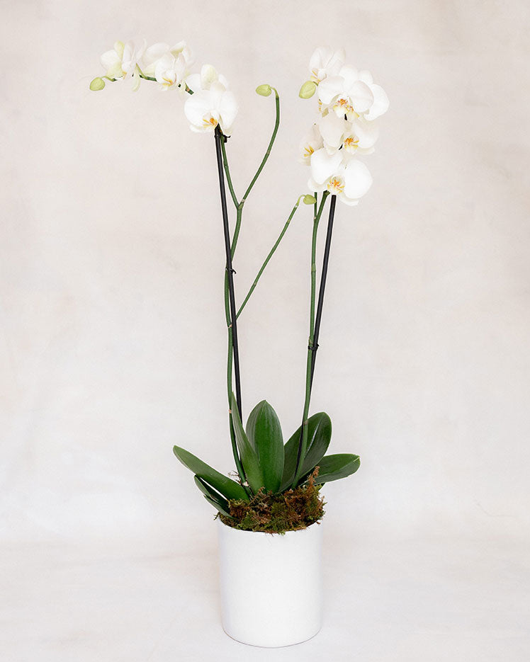 1 ORQUÍDEA DOBLE 2 VARAS