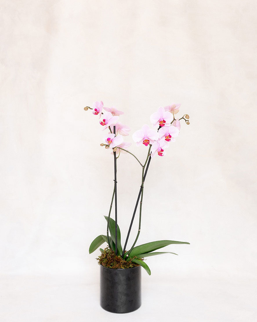 1 ORQUÍDEA DOBLE 2 VARAS