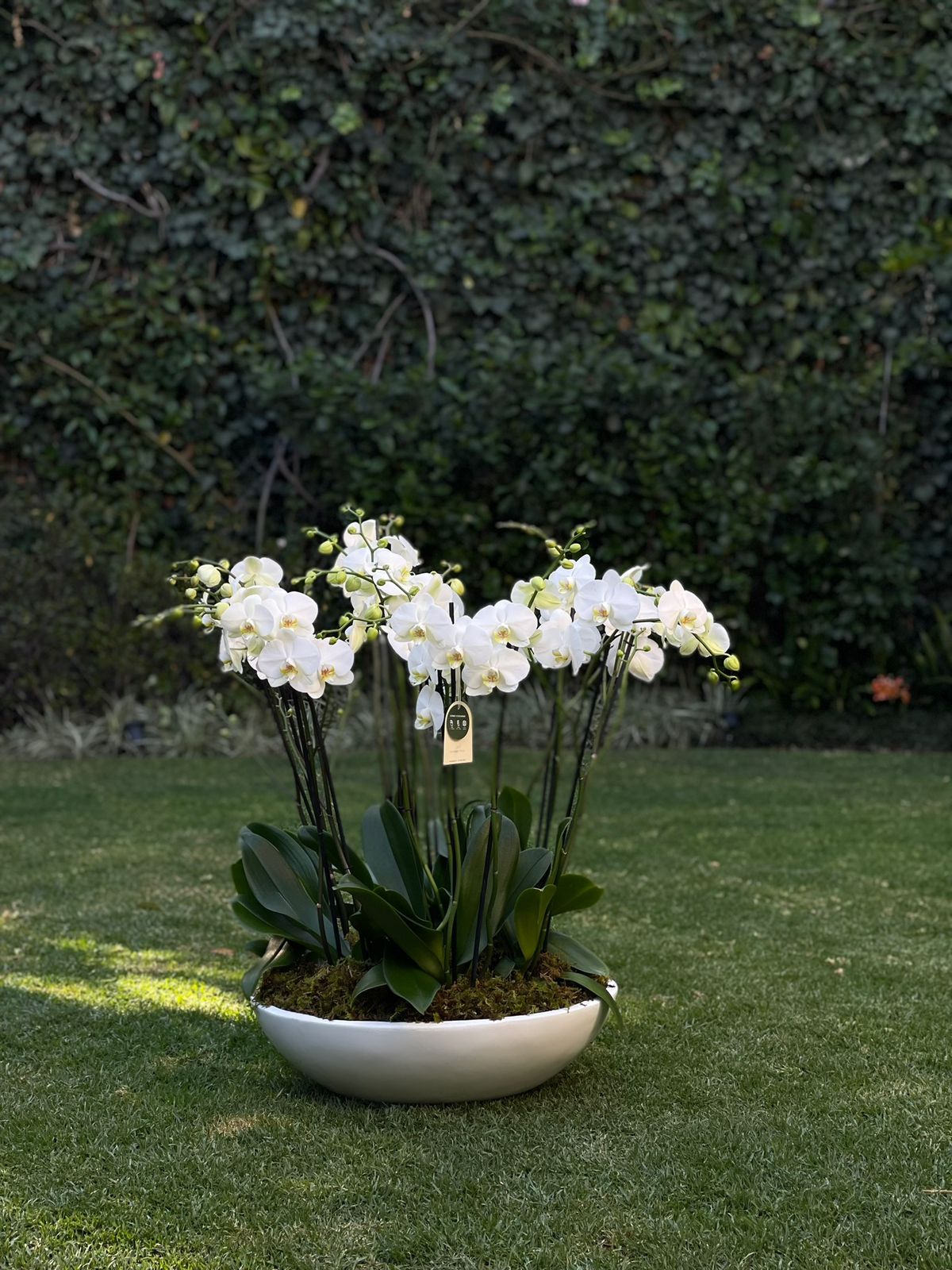 6 ORQUÍDEAS DOBLES 12 VARAS