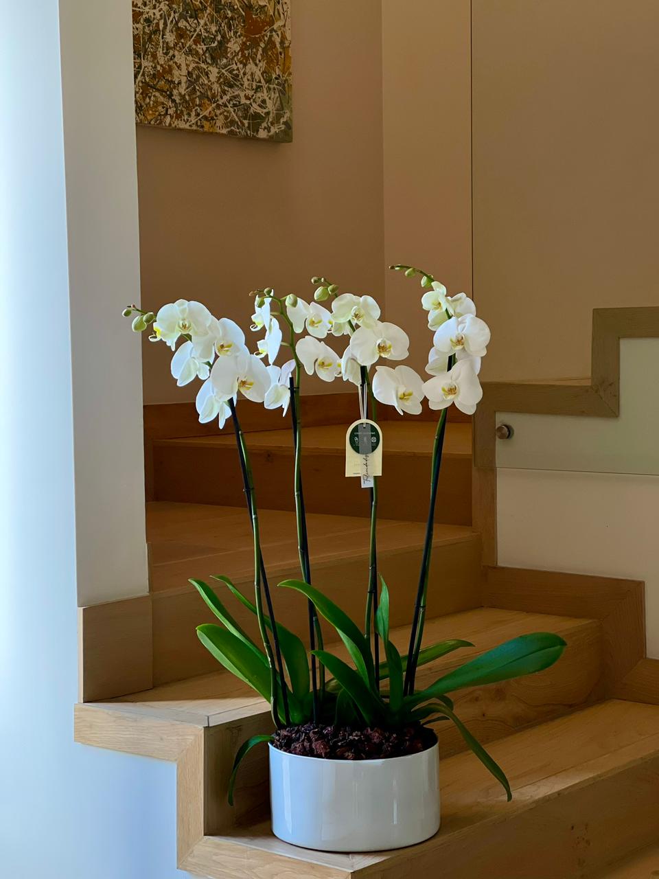 2 ORQUÍDEAS DOBLES 4 VARAS