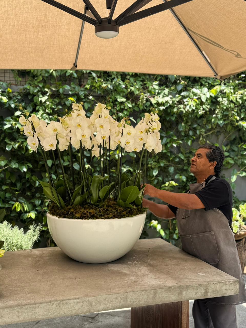10 ORQUÍDEAS DOBLES 20 VARAS