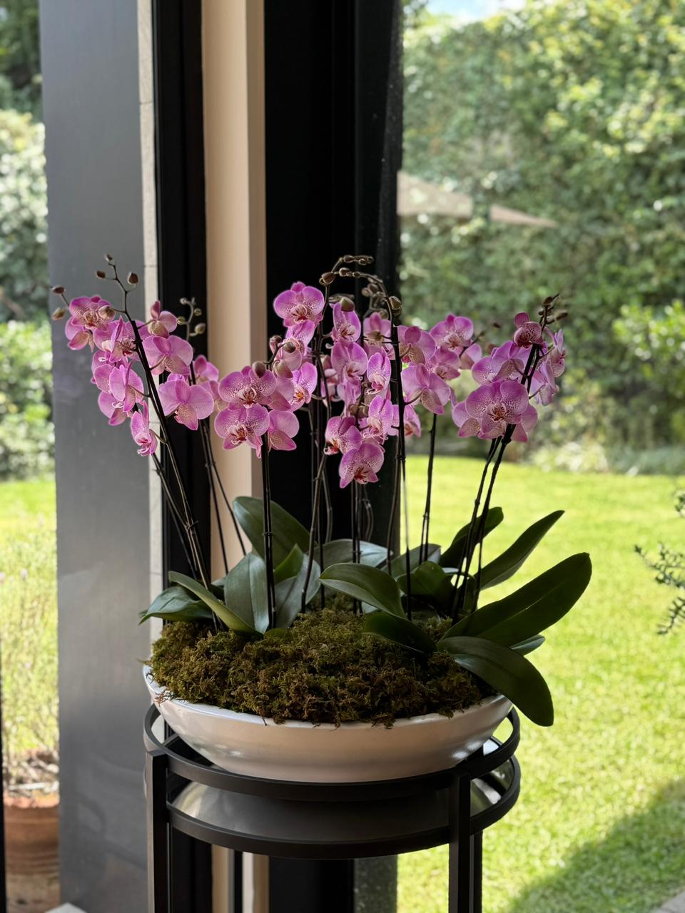 6 ORQUÍDEAS DOBLES 12 VARAS