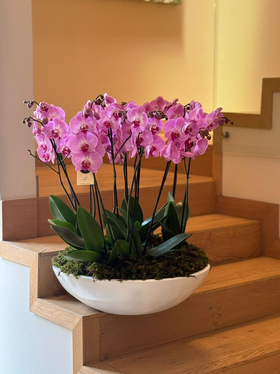 6 ORQUÍDEAS DOBLES 12 VARAS