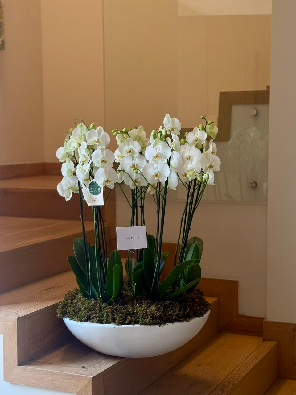 6 ORQUÍDEAS DOBLES 12 VARAS