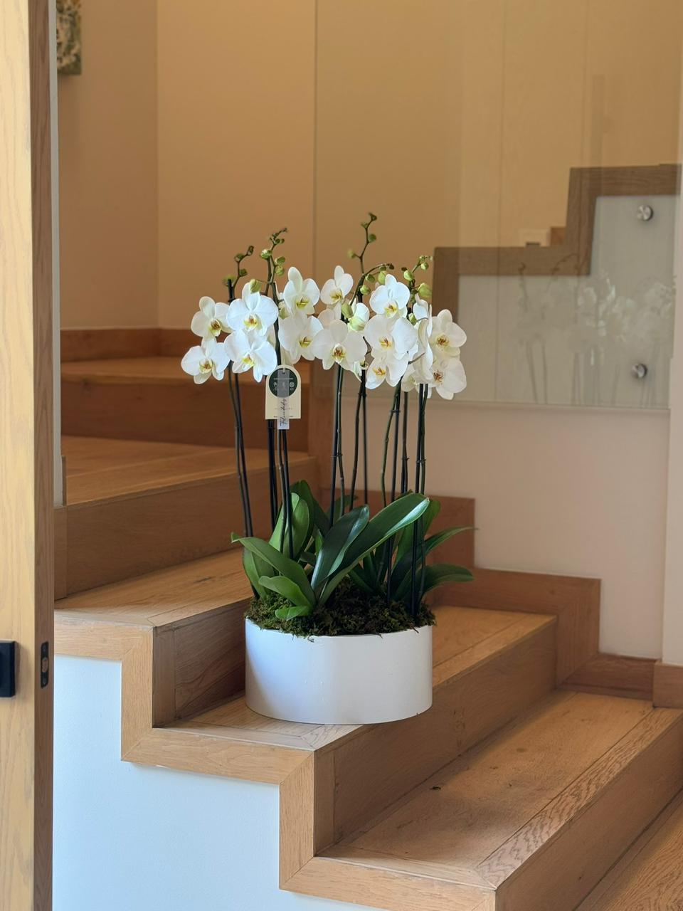 4 ORQUÍDEAS DOBLES 8 VARAS