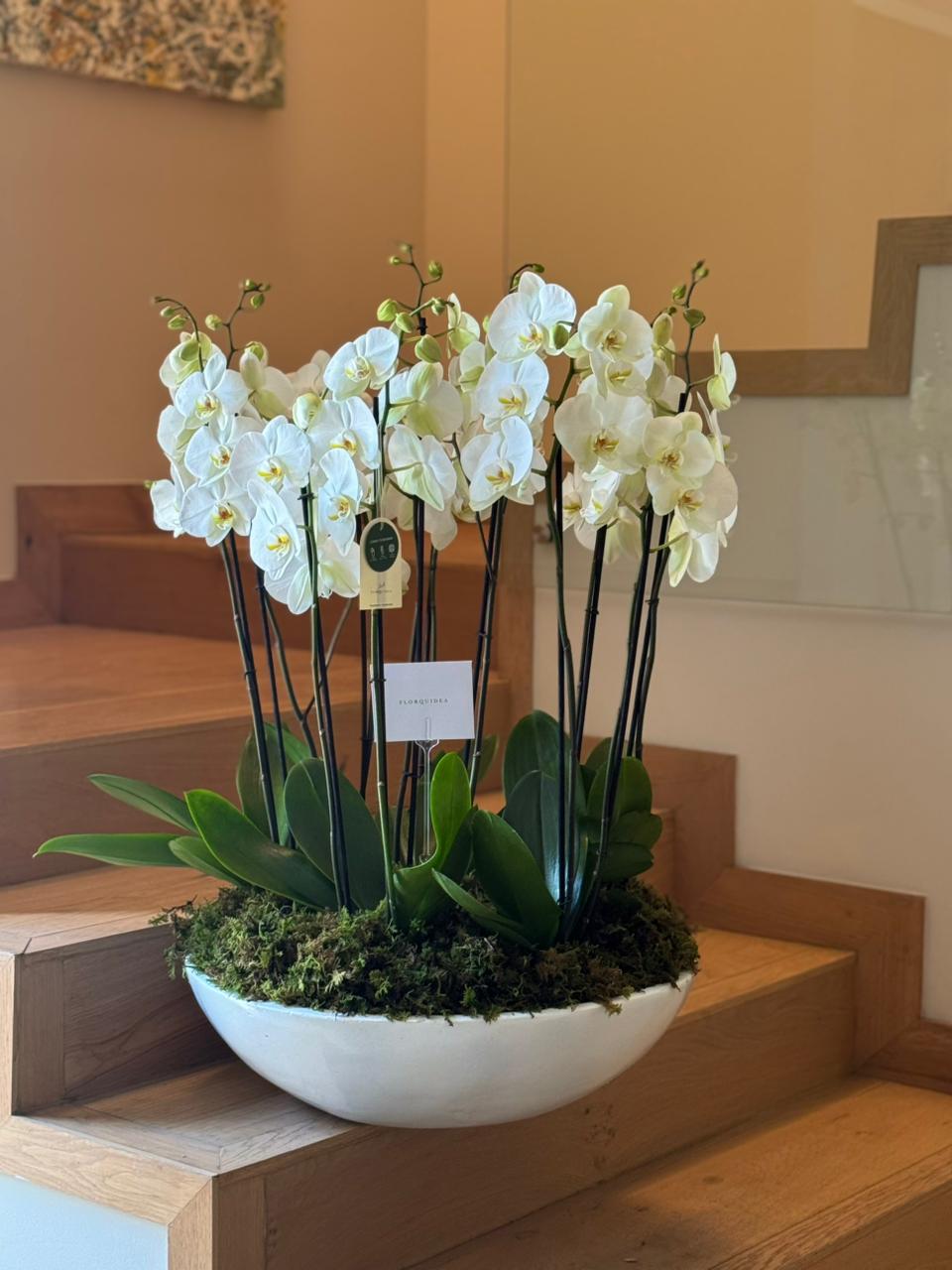 6 ORQUÍDEAS DOBLES 12 VARAS