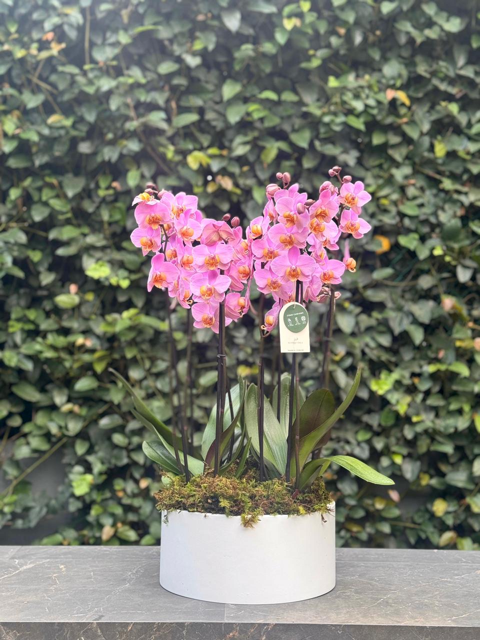 4 ORQUÍDEAS DOBLES 8 VARAS