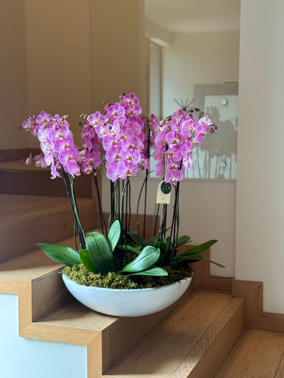 6 ORQUÍDEAS DOBLES 12 VARAS