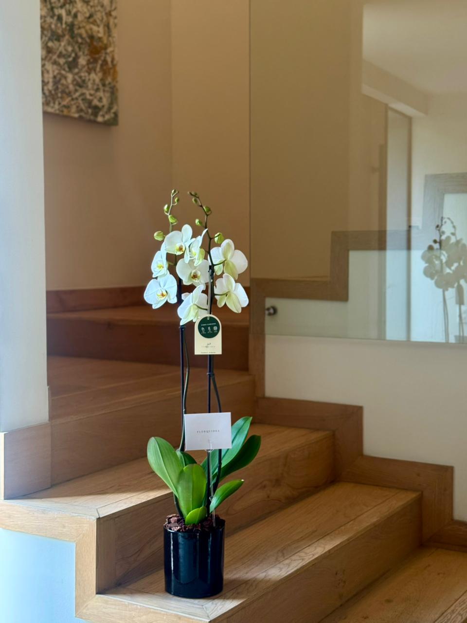 1 ORQUÍDEA DOBLE 2 VARAS