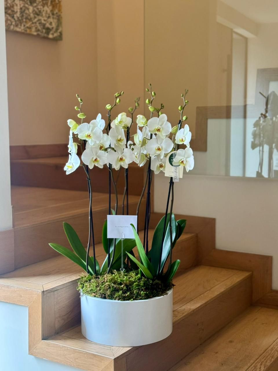 3 ORQUÍDEAS DOBLES 6 VARAS